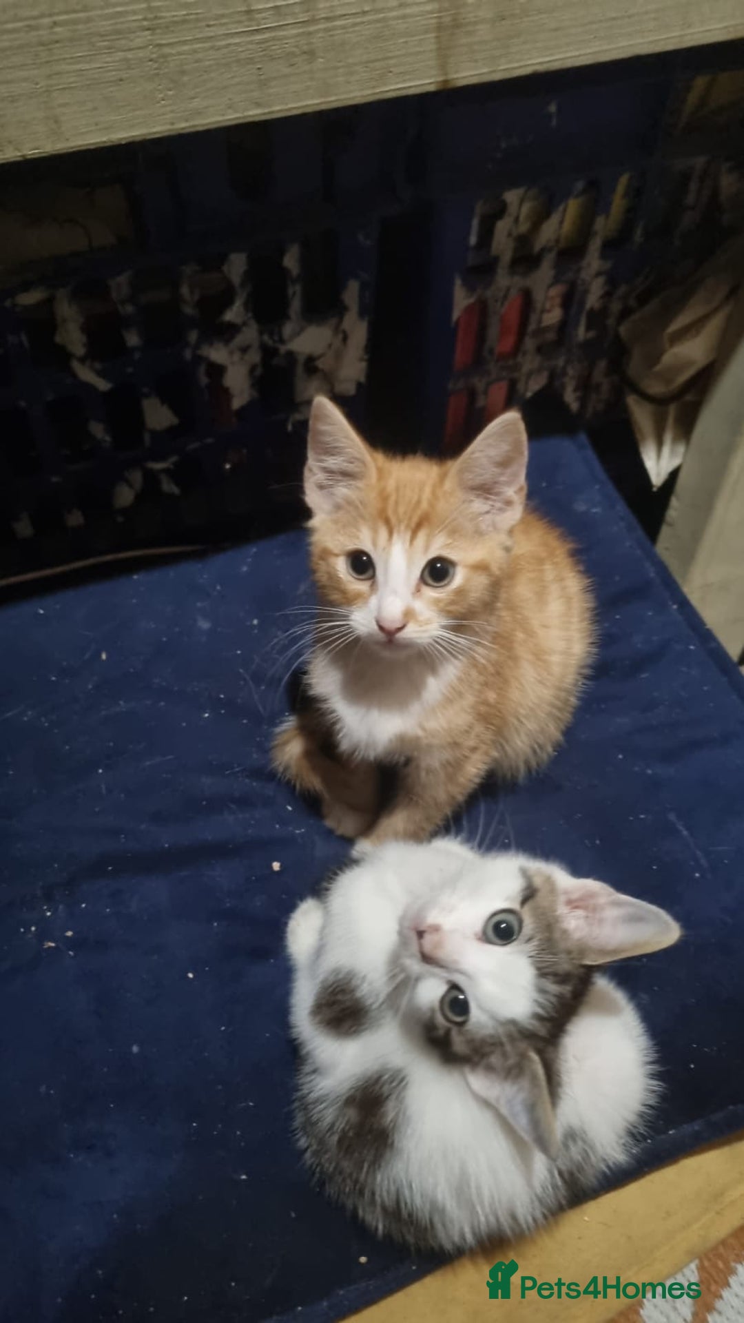Mixed Breed cats for sale: Kittens for sale - Image 4