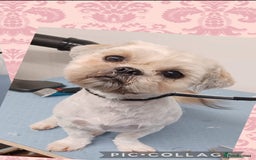 Shih Tzu dogs for sale: Rehoming my Shih tzu girl peaches  - Image 2