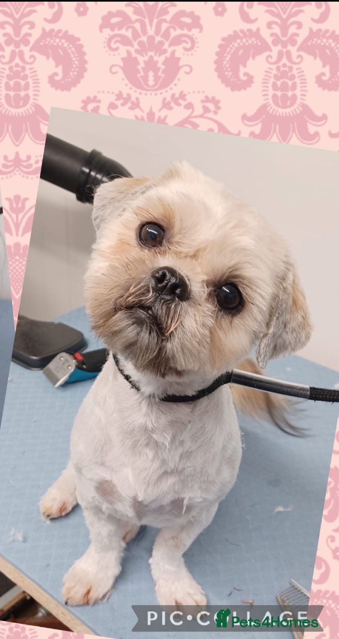 Shih Tzu dogs for sale: Rehoming my Shih tzu girl peaches  - Image 2