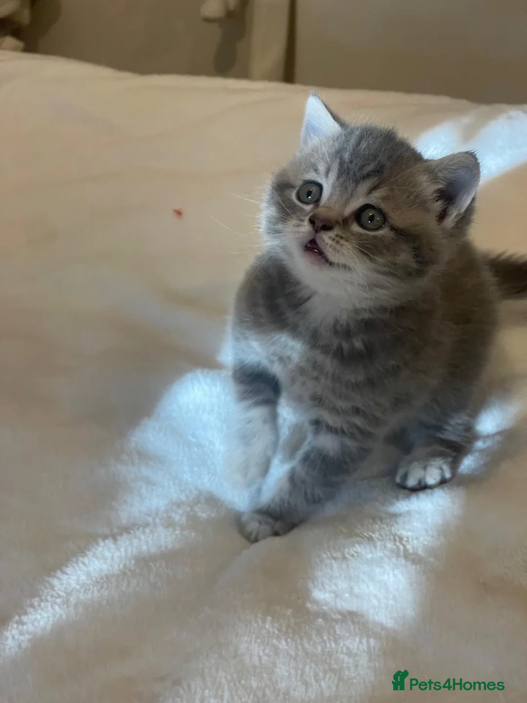 British Shorthair cats for sale: GCCF British Shorthair Kittens 6 Gen Pedigree 🩵🩵 - Advert 2