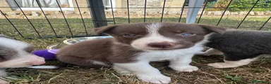 Border Collie 5