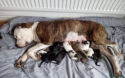 American Bulldog dogs for sale: Amercian Bulldog Pups 🐾  - Image 1