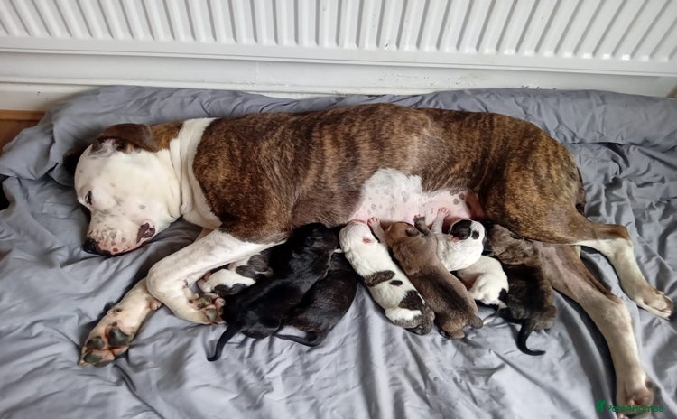 American Bulldog dogs - Advert 14