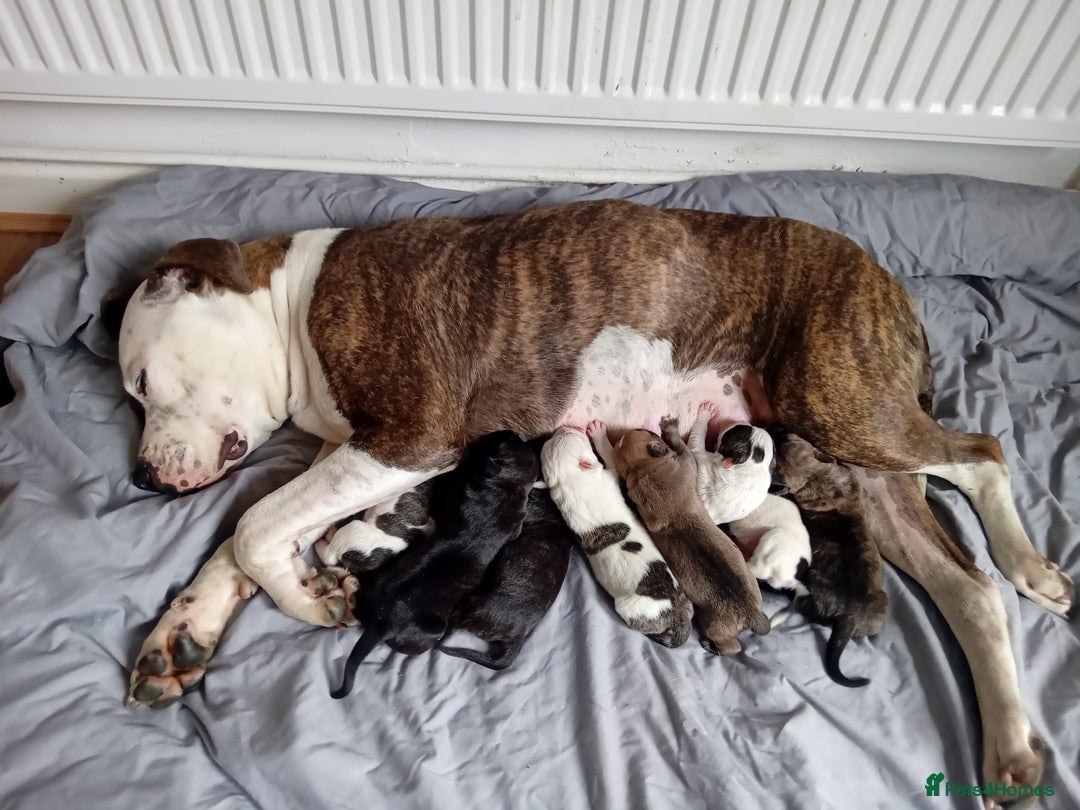 American Bulldog dogs for sale: Amercian Bulldog Pups 🐾  - Image 1