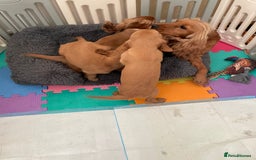 Cocker Spaniel dogs for sale:  Cocker spaniel puppies  - Advert 1