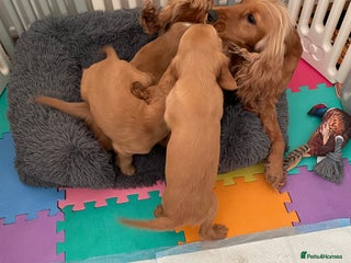 Cocker Spaniel dogs Cocker spaniel puppies - Advert 11