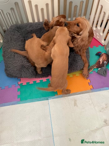 Cocker Spaniel dogs Cocker spaniel puppies - Advert 7