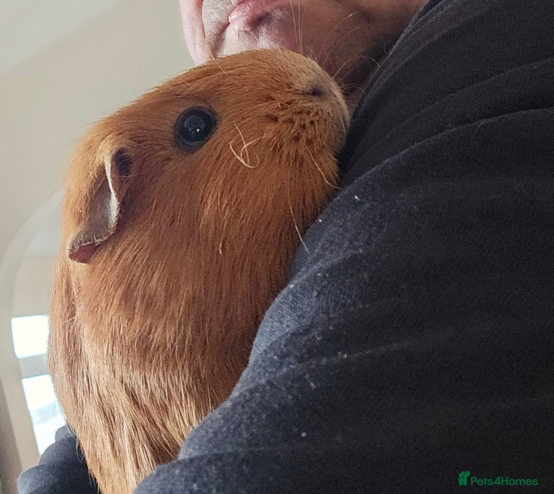 Guinea Pig rodents for sale:  ** . 1 female guinea pig - Advert 1