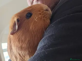 Guinea Pig rodents ** . 1 female guinea pig - Advert 7
