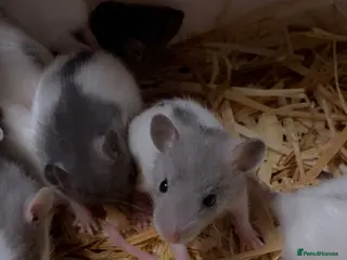 Rat rodents Dumbo baby rats - Advert 13