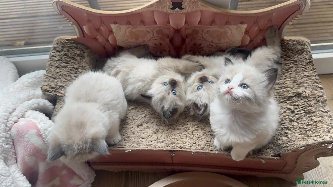 Ragdoll cats for stud: Active Gccf Blue bi Ragdoll in Grantham - Advert 19