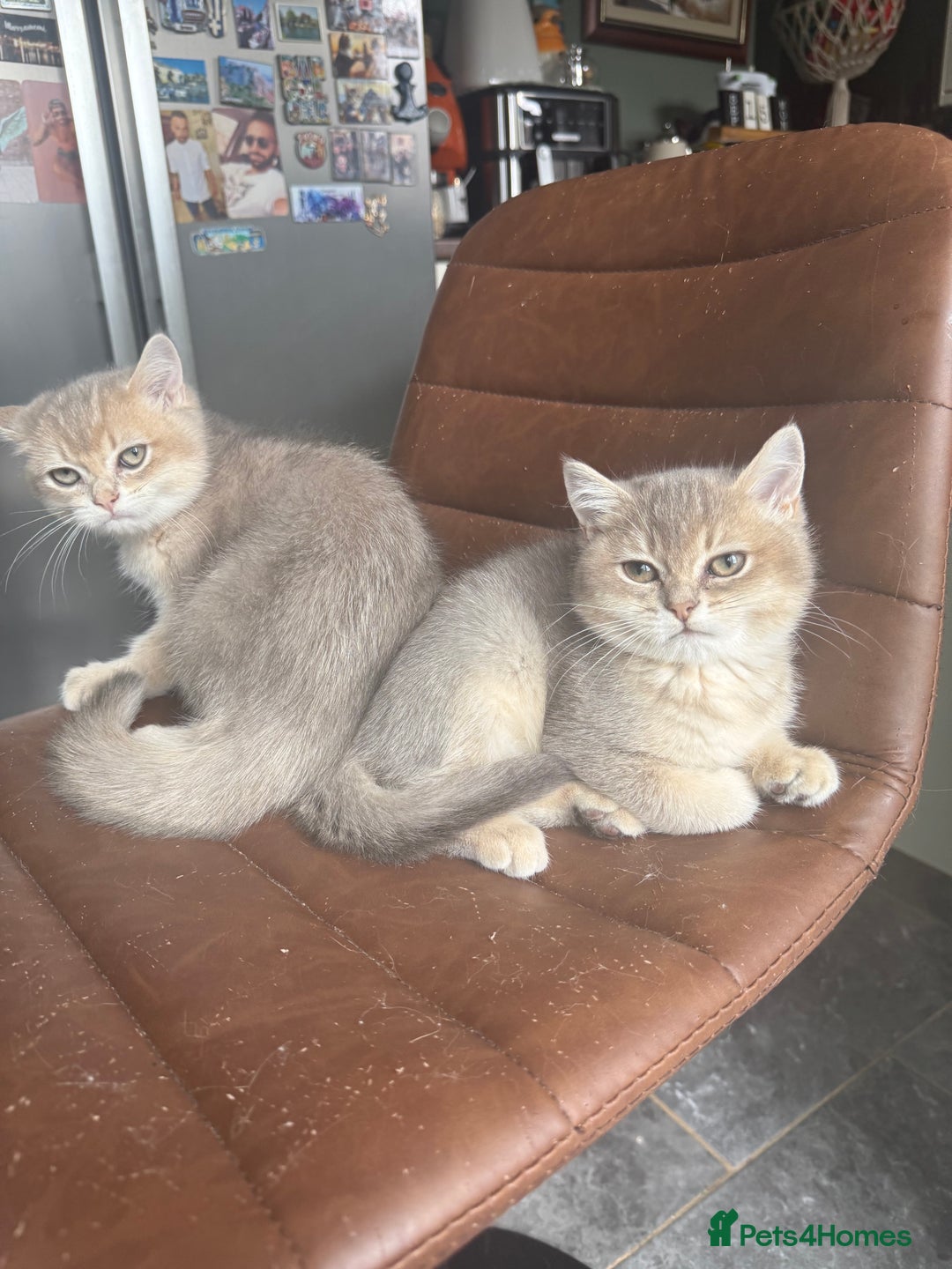 British Shorthair cats for sale: Top quality Champion Gccf british shorthair - Image 31