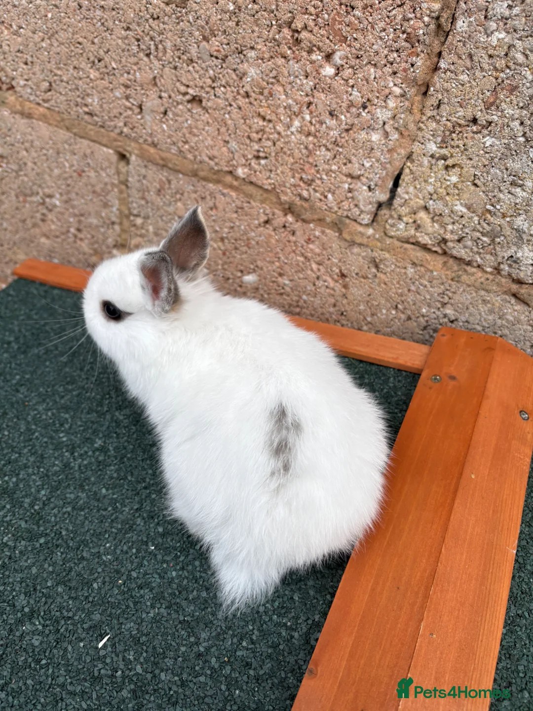 Mixed Breed rabbits for sale: Baby rabbits  - Advert 2