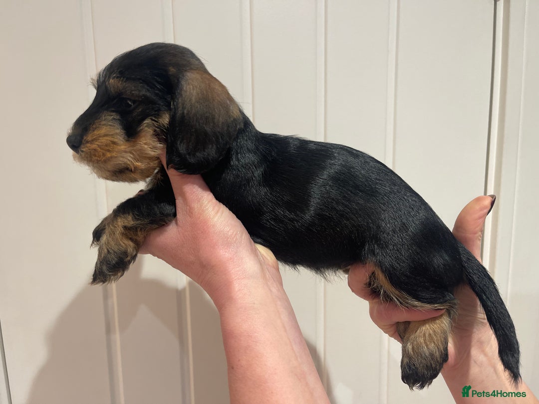 Dachshund dogs for sale:  Miniature Wirehaired Dachshund  puppies  - Advert 11