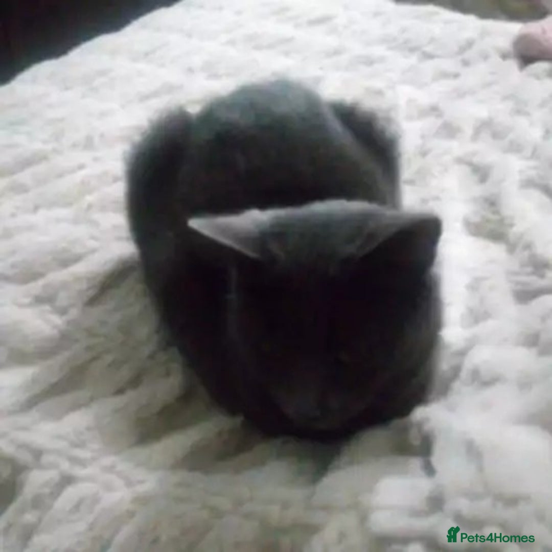 British Shorthair cats for stud: BRITSH SHORT GREY CAT SEEKING FOREVER HOME - Advert 3