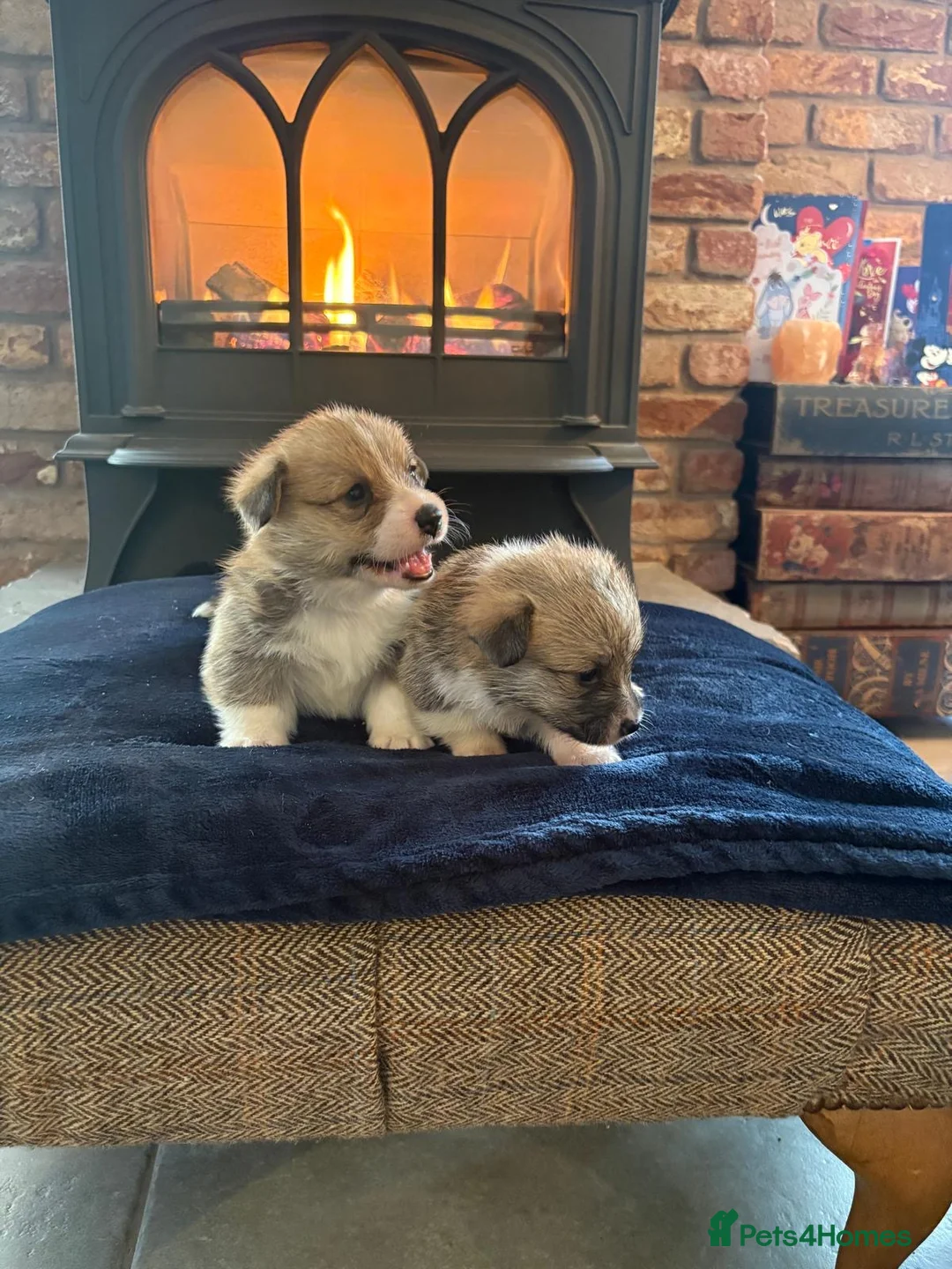 Welsh Corgi Pembroke dogs for sale: Beautiful KC Corgi Pups  - Advert 11