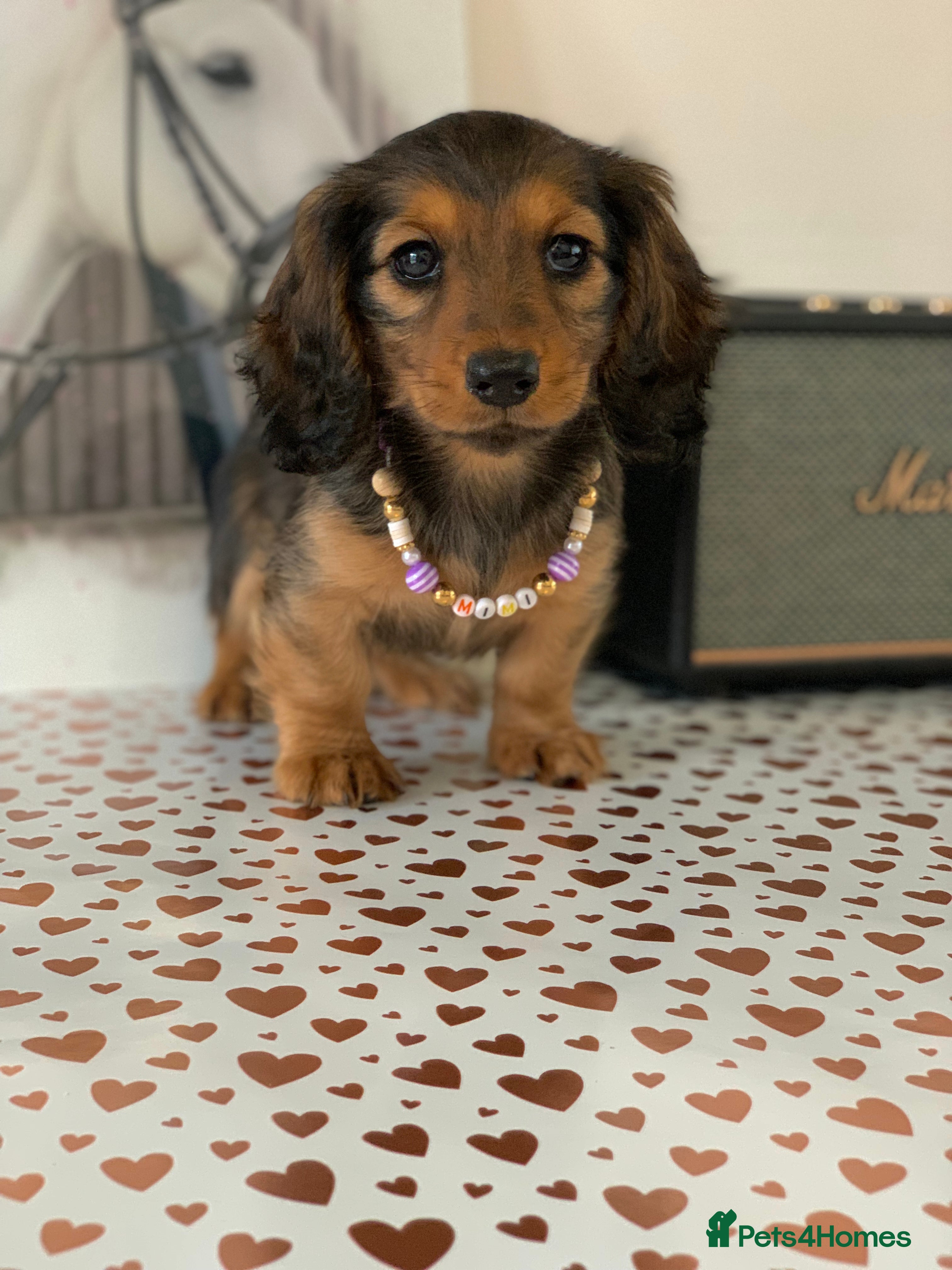 Miniature Dachshund dogs KC Registered true to type Longhaired mini’s - Advert 2