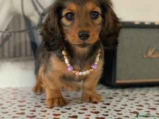 Miniature Dachshund dogs KC Registered true to type Longhaired mini’s - Advert 1
