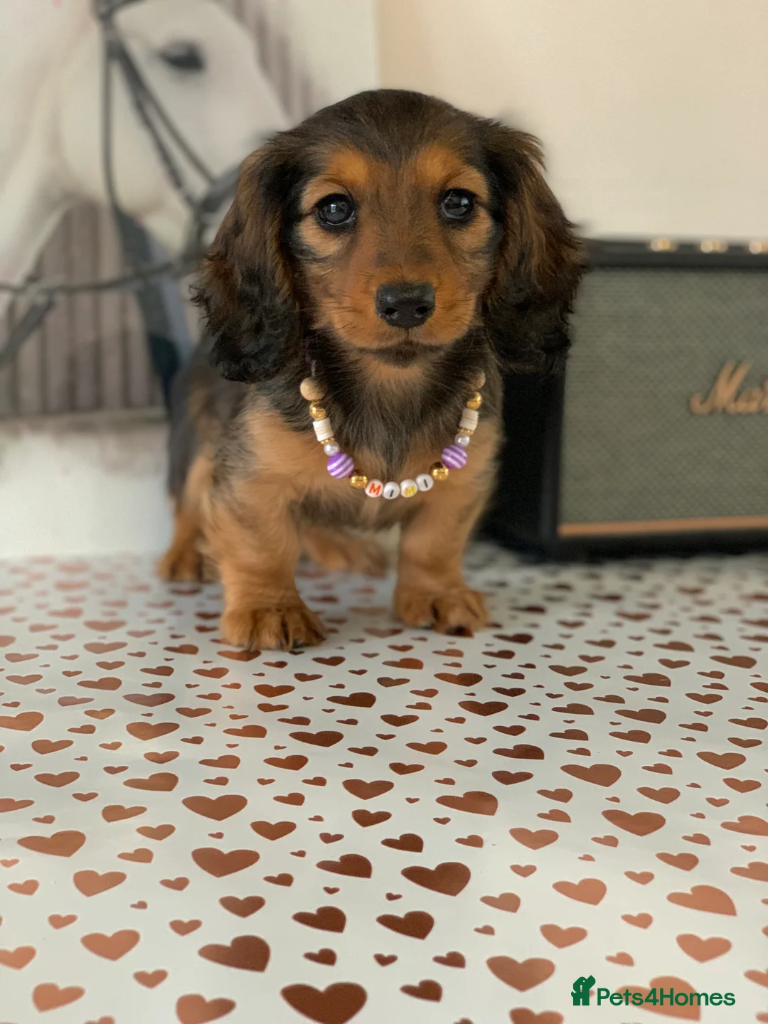 Miniature Dachshund dogs for sale: KC Registered true to type Longhaired mini’s - Advert 1