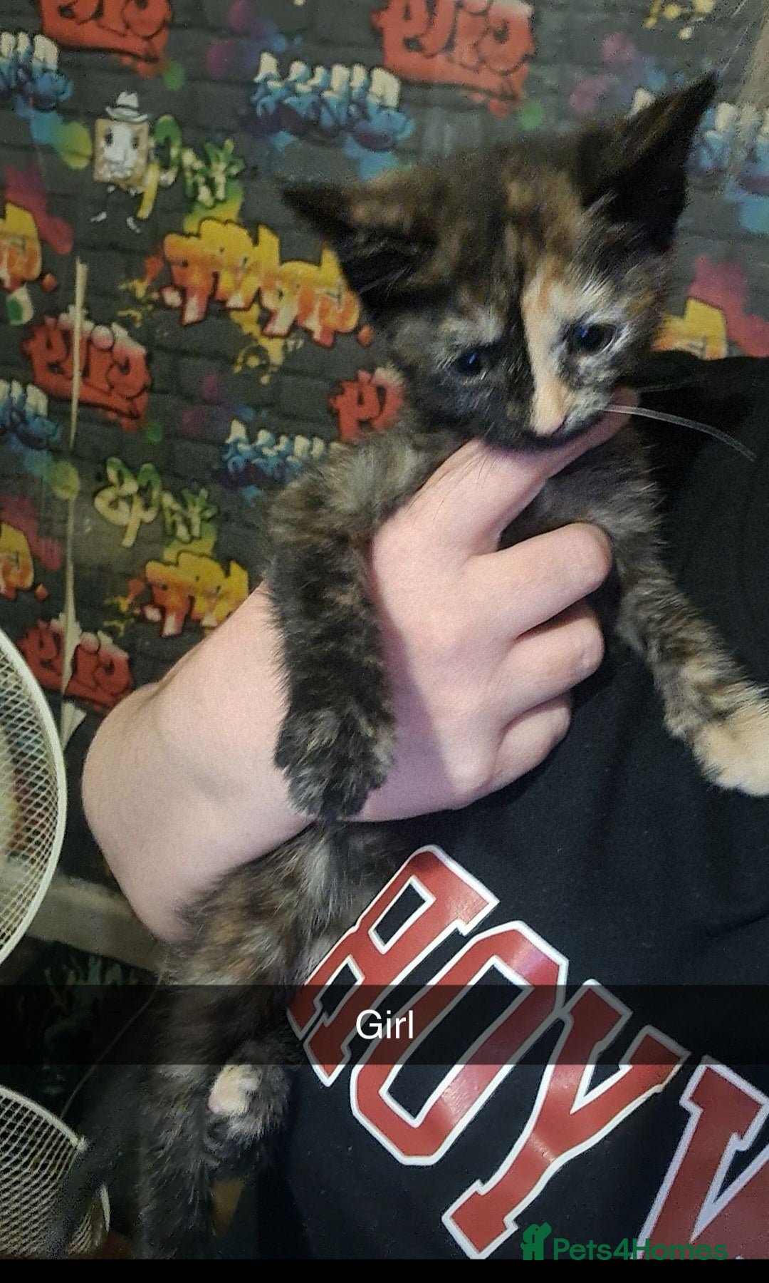 Mixed Breed cats for sale: Kittens  - Image 3