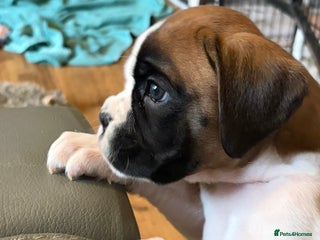 Boxer dogs ⭐️ Fully health checked KC registered ⭐️ - Advert 4