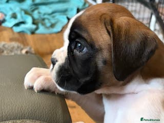 Boxer dogs ⭐️ Fully health checked KC registered ⭐️ - Advert 14