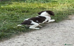 English Springer Spaniel dogs for sale: English springer spaniel puppies  - Image 6
