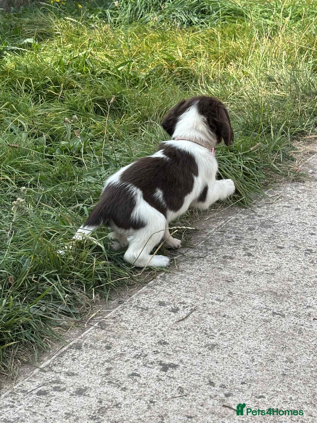 English Springer Spaniel dogs for sale: English springer spaniel puppies  - Image 6