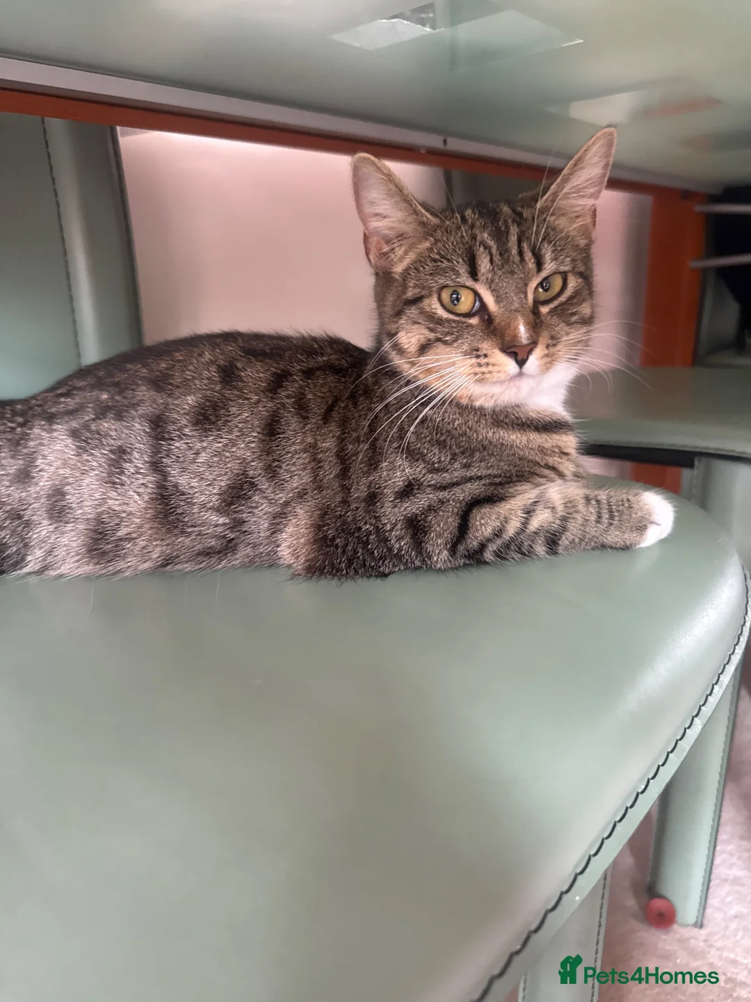 Domestic Shorthair cats for sale: 🐱 Lovely Kittens Looking for Their Forever Homes  - Advert 5
