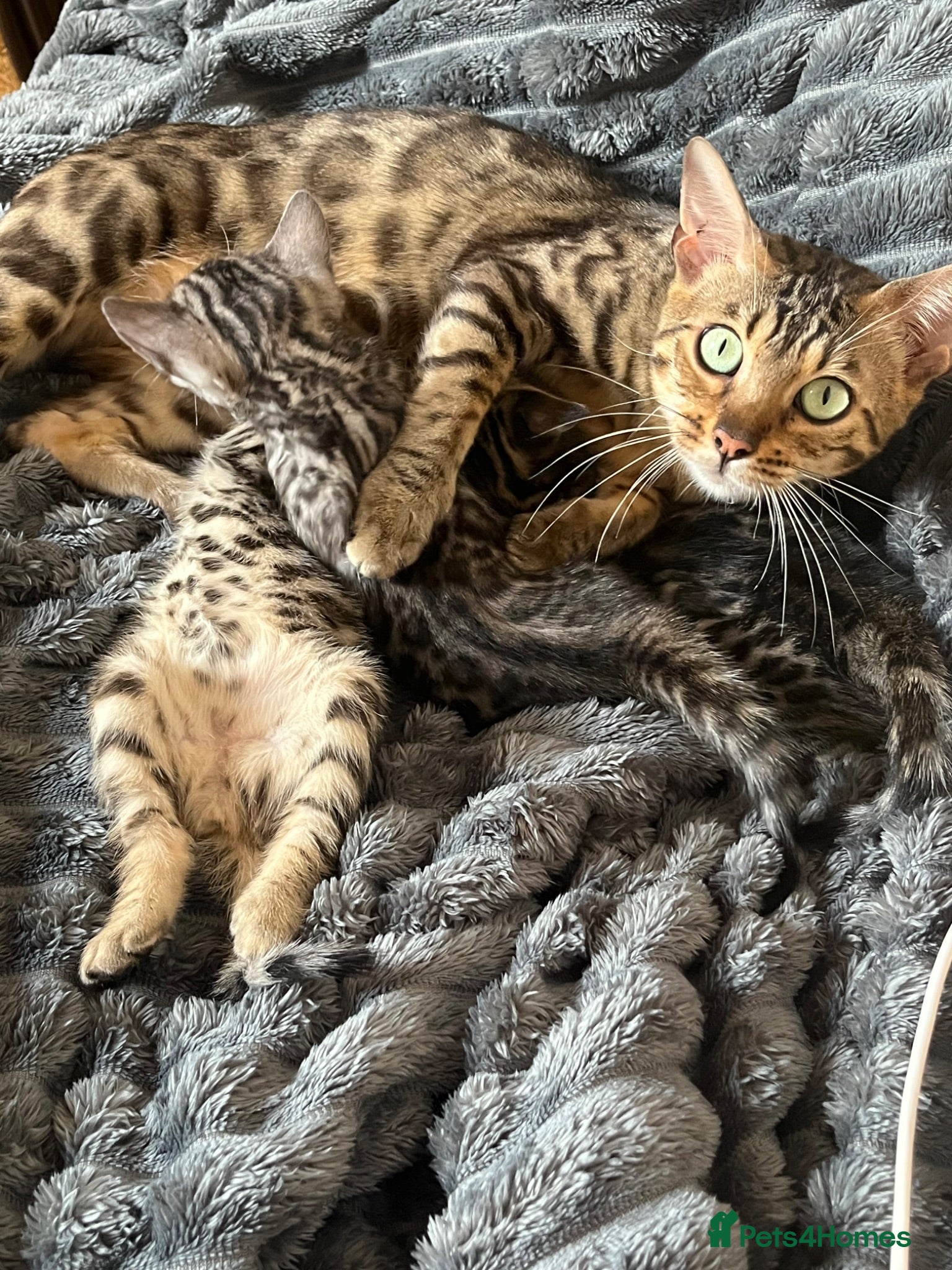 Bengal cats 🐆glitter Tica reg kittens available 🐆 - Advert 15