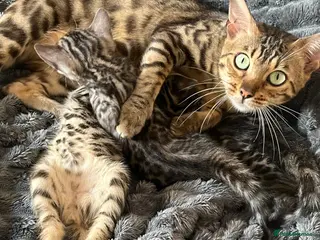 Bengal cats 🐆glitter Tica reg kittens available 🐆 - Advert 15