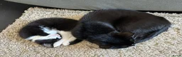 European cats for sale: TUXEDO KITTEN (FEMALE) - Advert 8