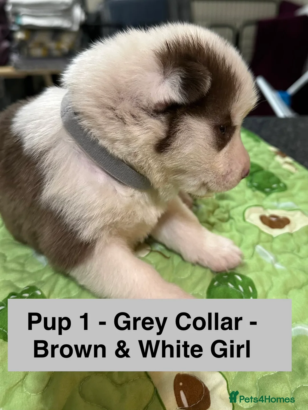 Siberian Husky dogs for sale: 6 Gorgeous Siberian Huskies - Advert 14