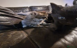 Mixed Breed cats for sale: Kittens looking for there forever homes  - Image 4
