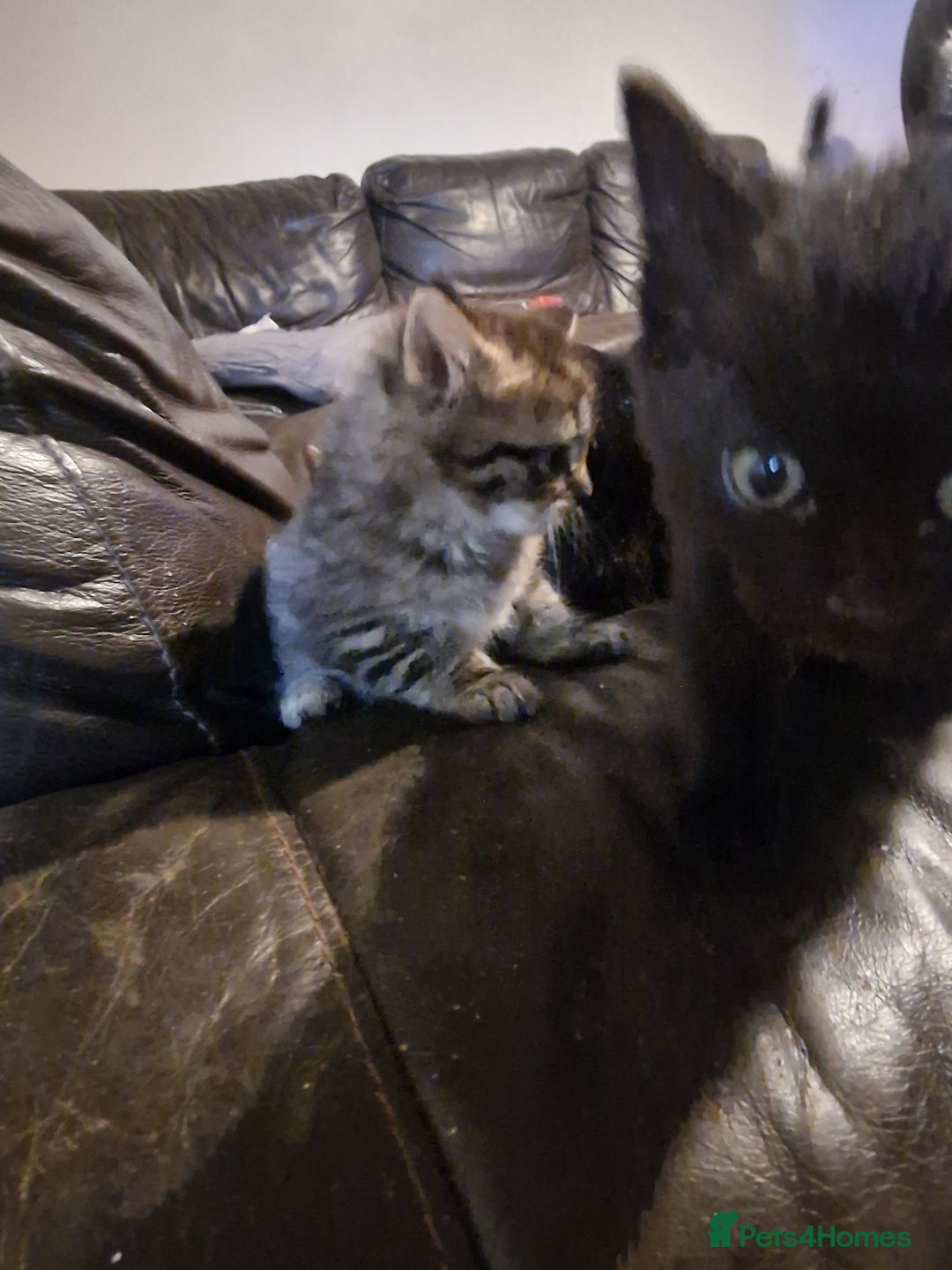 Mixed Breed cats for sale: Kittens looking for there forever homes  - Image 4