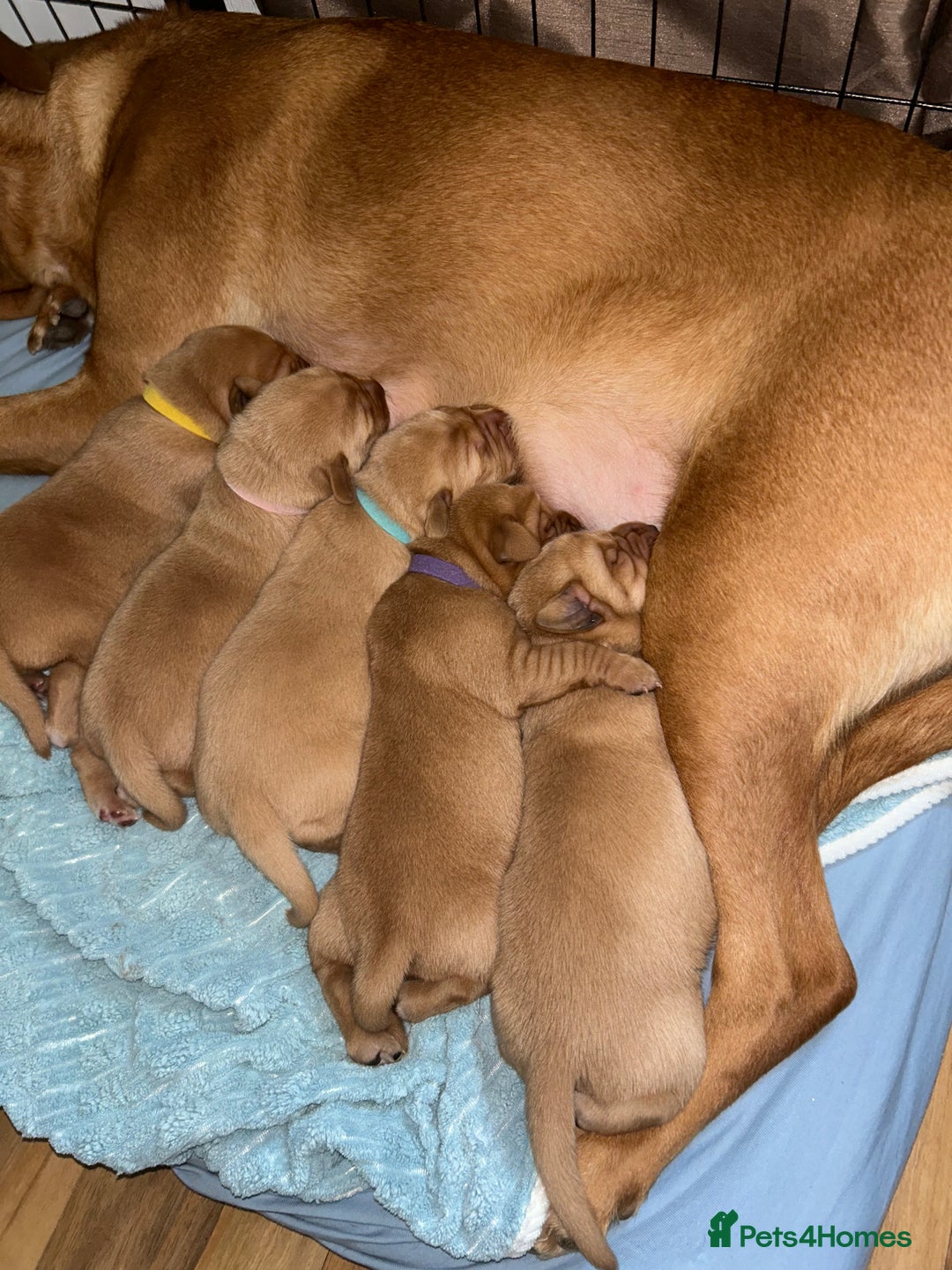 Labrador Retriever dogs for sale: 5 Pedigree KC Reg Fox Red Labs ready NYE  - Advert 16