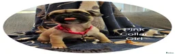 Frug dogs for sale: Fun-loving Frug pups seeking their forever family! - Advert 9