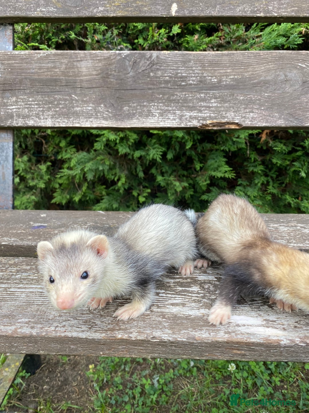 Ferret rodents for sale: Young Ferrets  - Image 4
