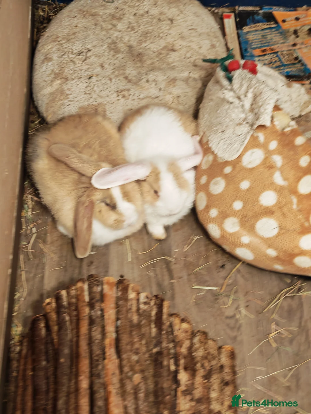 Mini Lop rabbits for sale: Mini lop plus mini rex  - Advert 10