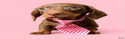 Dachshund dogs for sale: Male puppy now available  - Advert 4