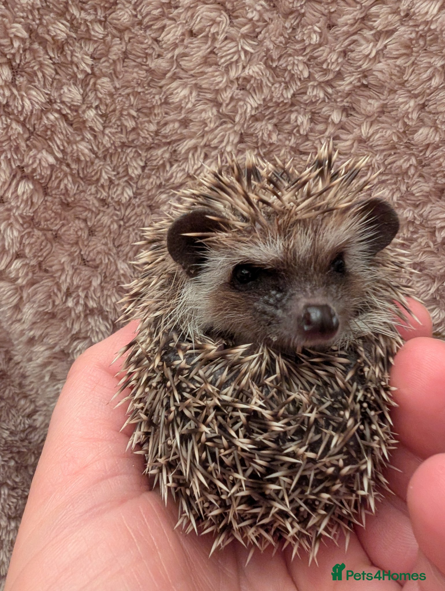 Pygmy Hedgehog rodents Two Little boys hedgehog  - Advert 11