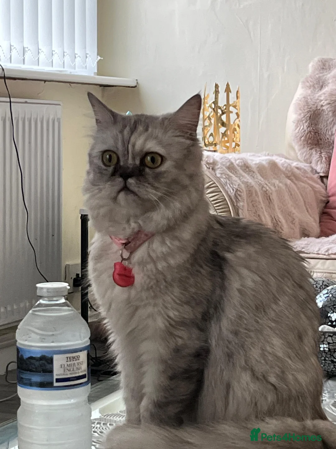 Persian cats for sale:  Beautiful White and grey Persian female cat - Advert 1