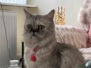 Persian cats Beautiful White and grey Persian female cat - Advert 1