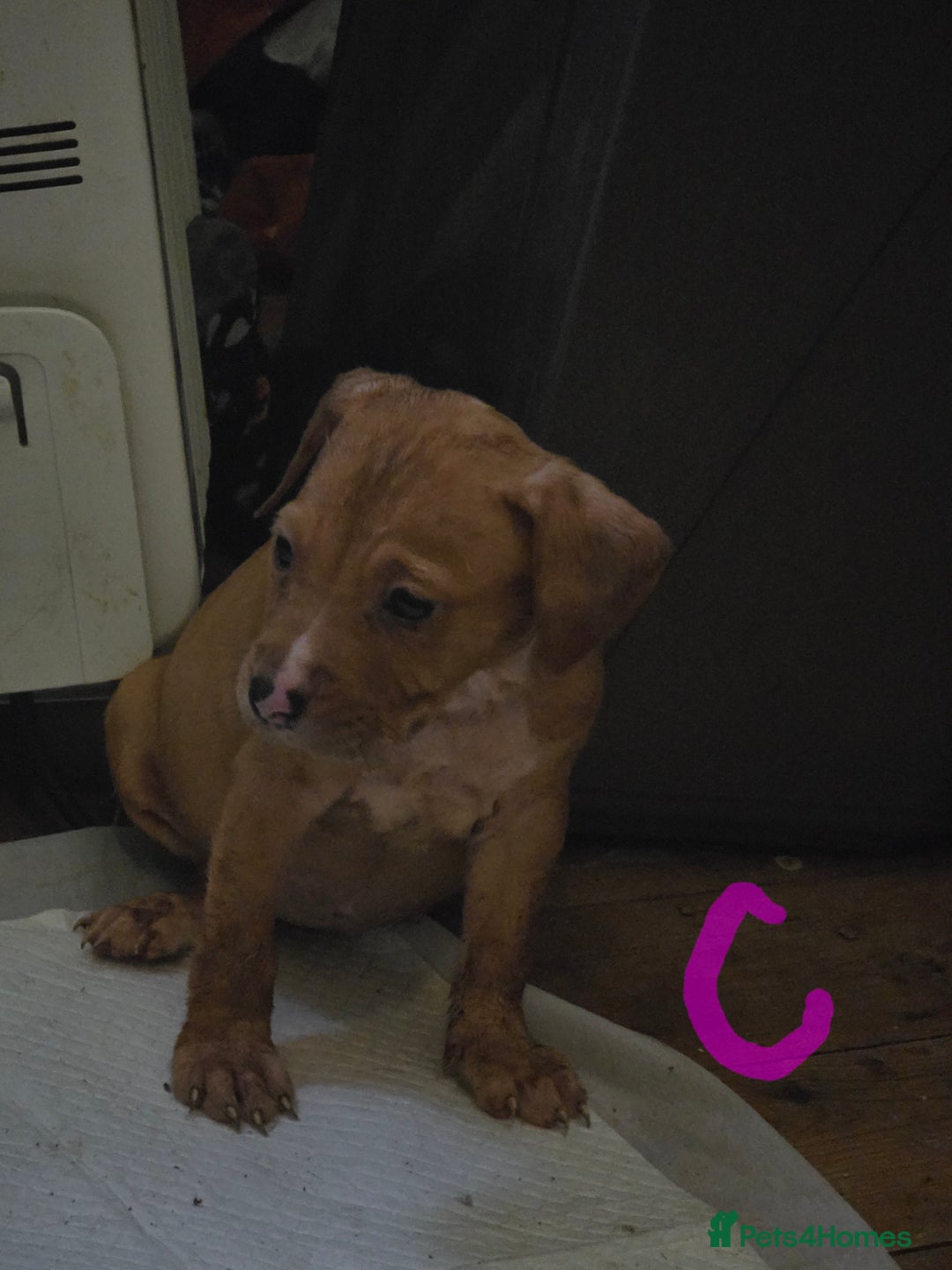 Mixed Breed dogs for sale: 3 female 9 week old puppies - Advert 5