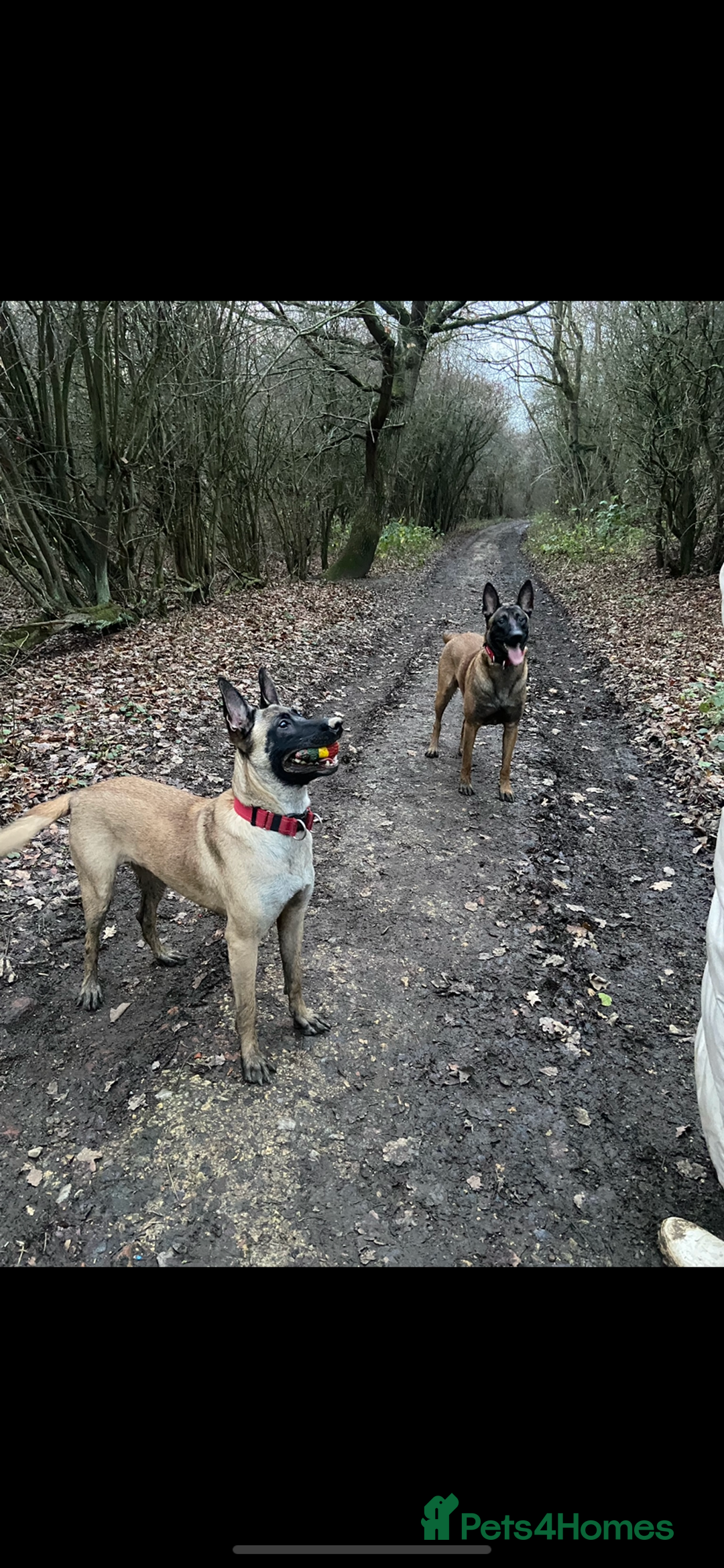 Belgian Shepherd Dog dogs for sale: Belgian malinois pups  - Advert 5