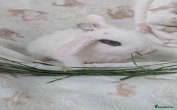Mini Lop rabbits for sale: Mini lops  - Image 2