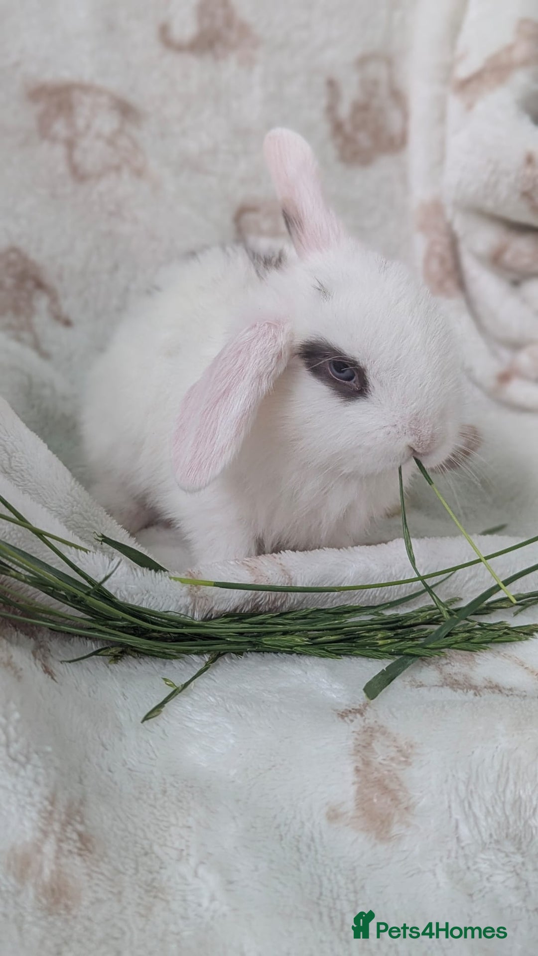 Mini Lop rabbits for sale: Mini lops  - Image 2