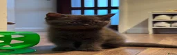 British Shorthair cats for sale: British shorthair kittens  - Advert 7