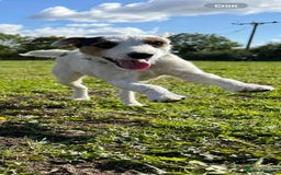 Parson Russell dogs for sale: Working Jack Russell Bitch  - Image 2