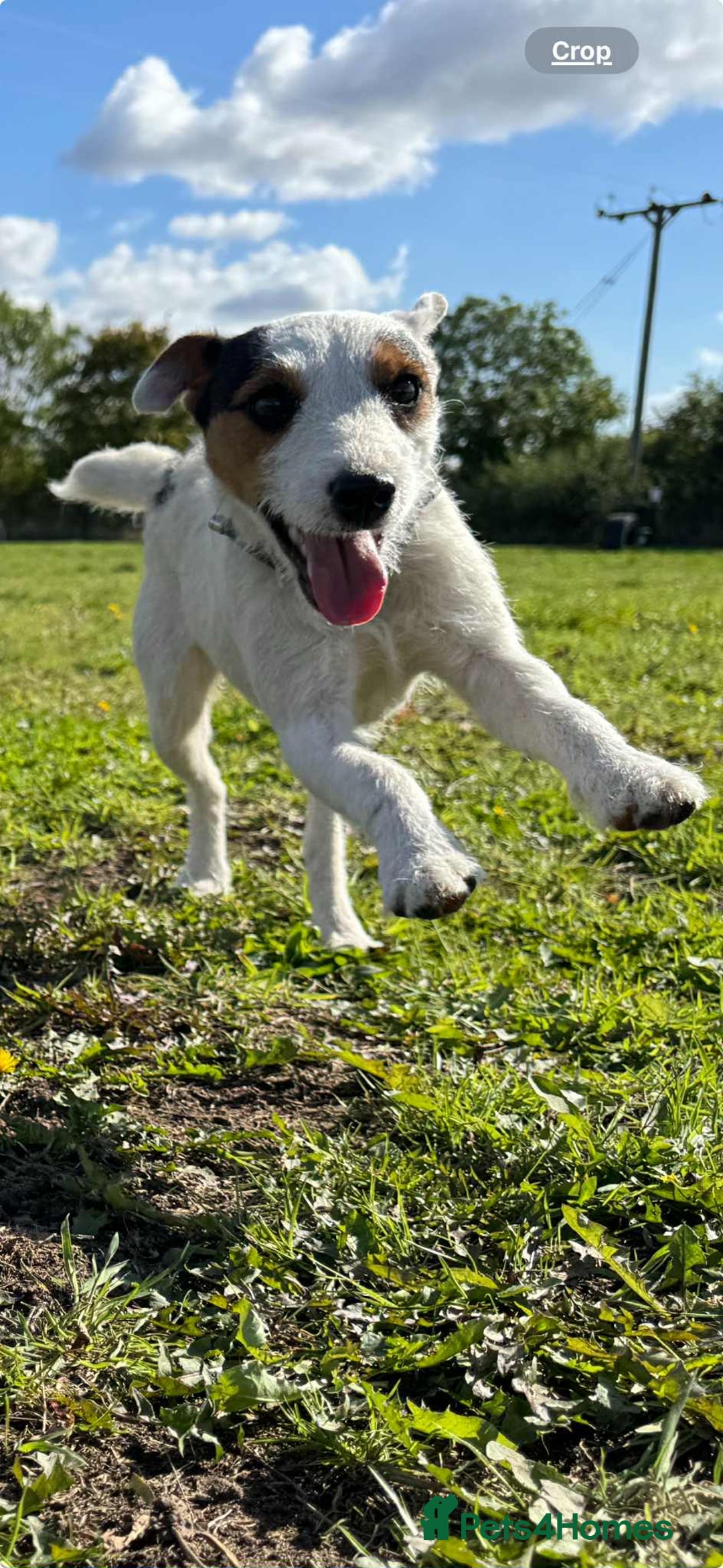 Parson Russell dogs for sale: Working Jack Russell Bitch  - Image 2